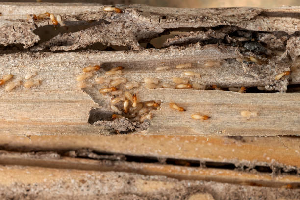 Best Commercial Pest Control Services  in Valley Green, PA